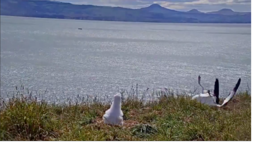 Cette vidéo d'un albatros qui loupe son atterrissage est hilarante 